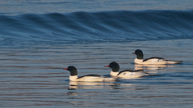 Common Mergansers on Lake Washington