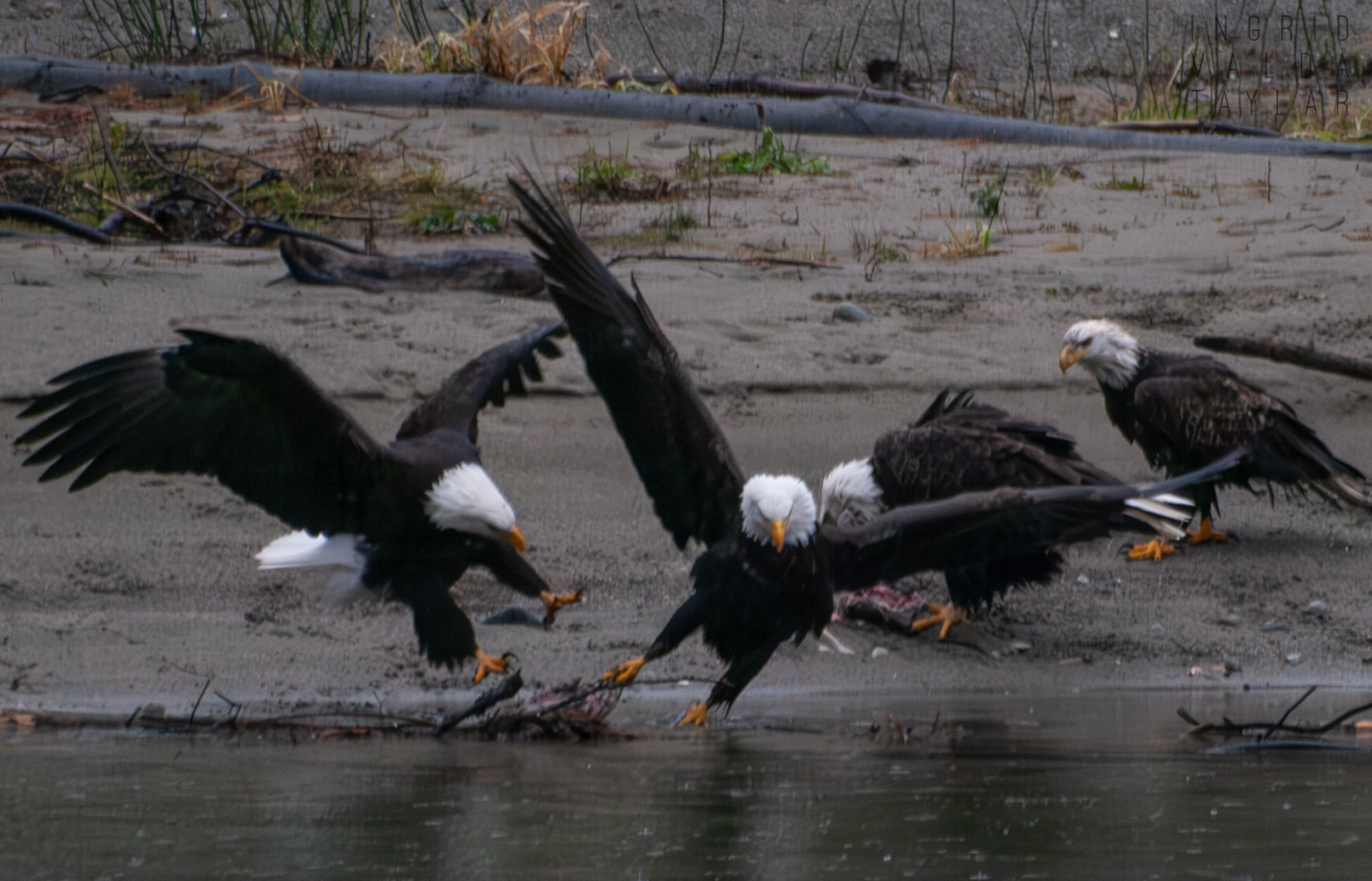 Bald Eagles in Rockport