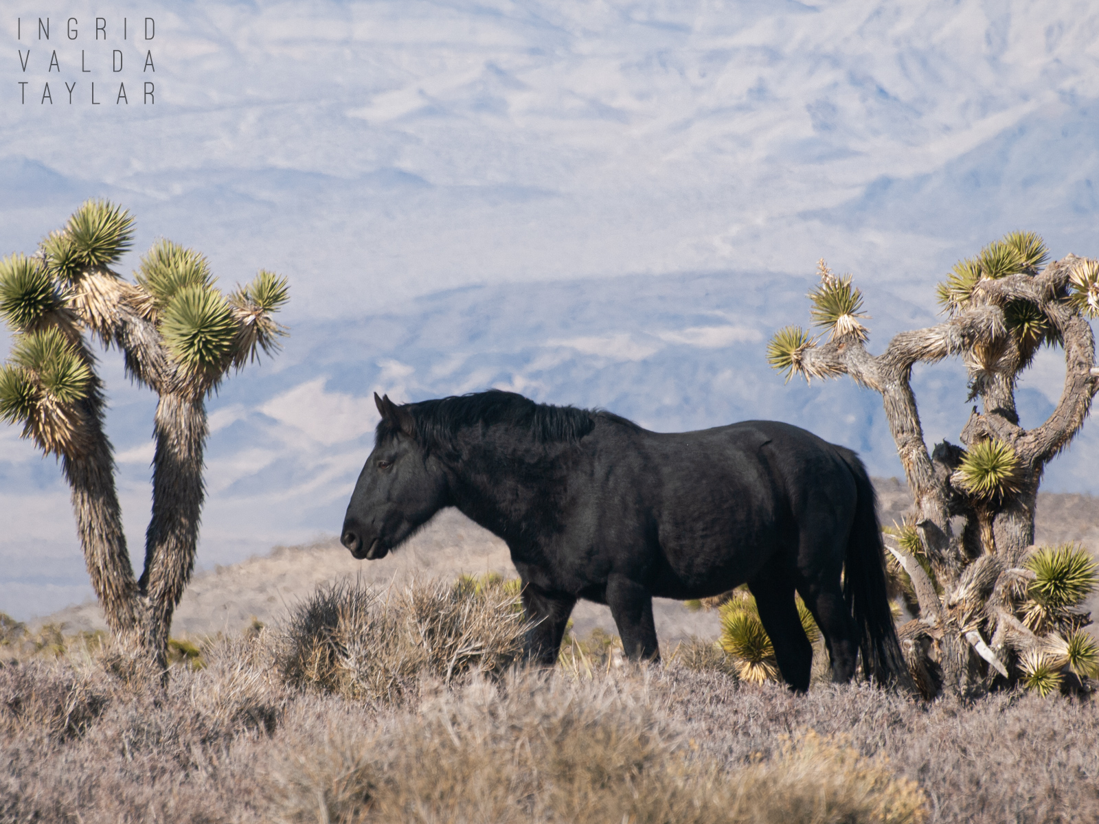 Black Wild Horse in Nevada