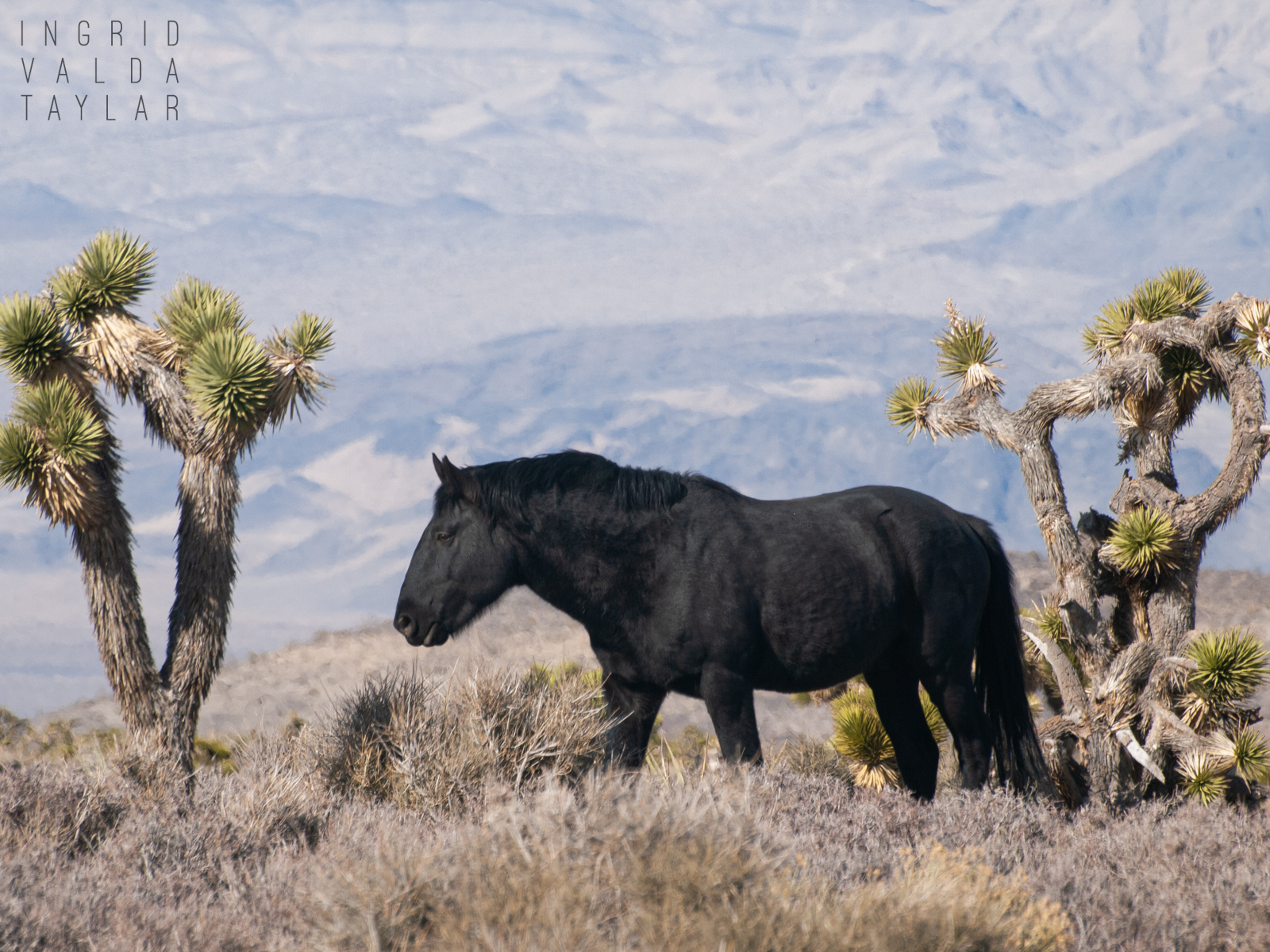 Black Wild Horse in Nevada Black Wild Horse in Nevada