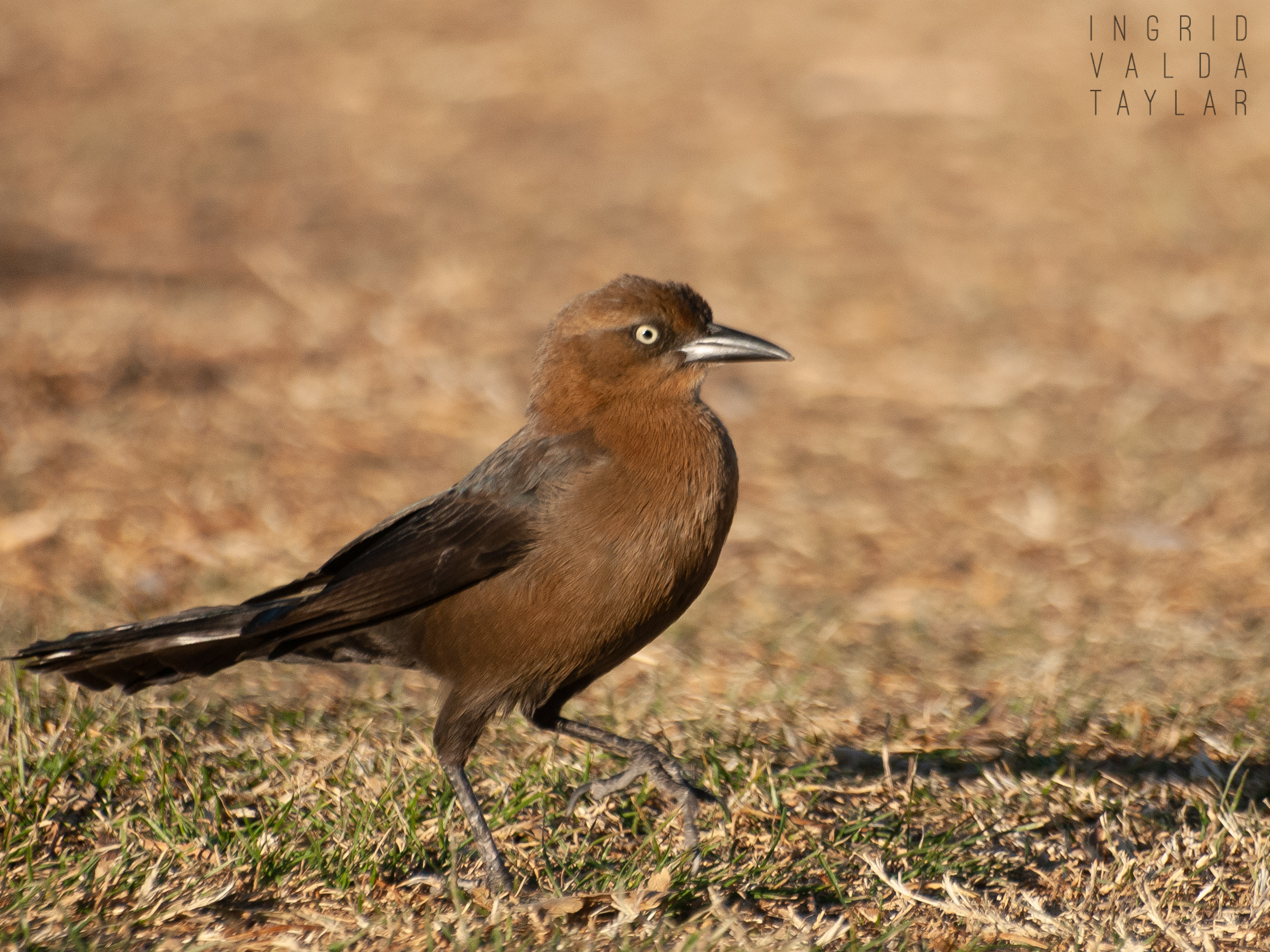 Great Tailed Grackle in Henderson Nevada