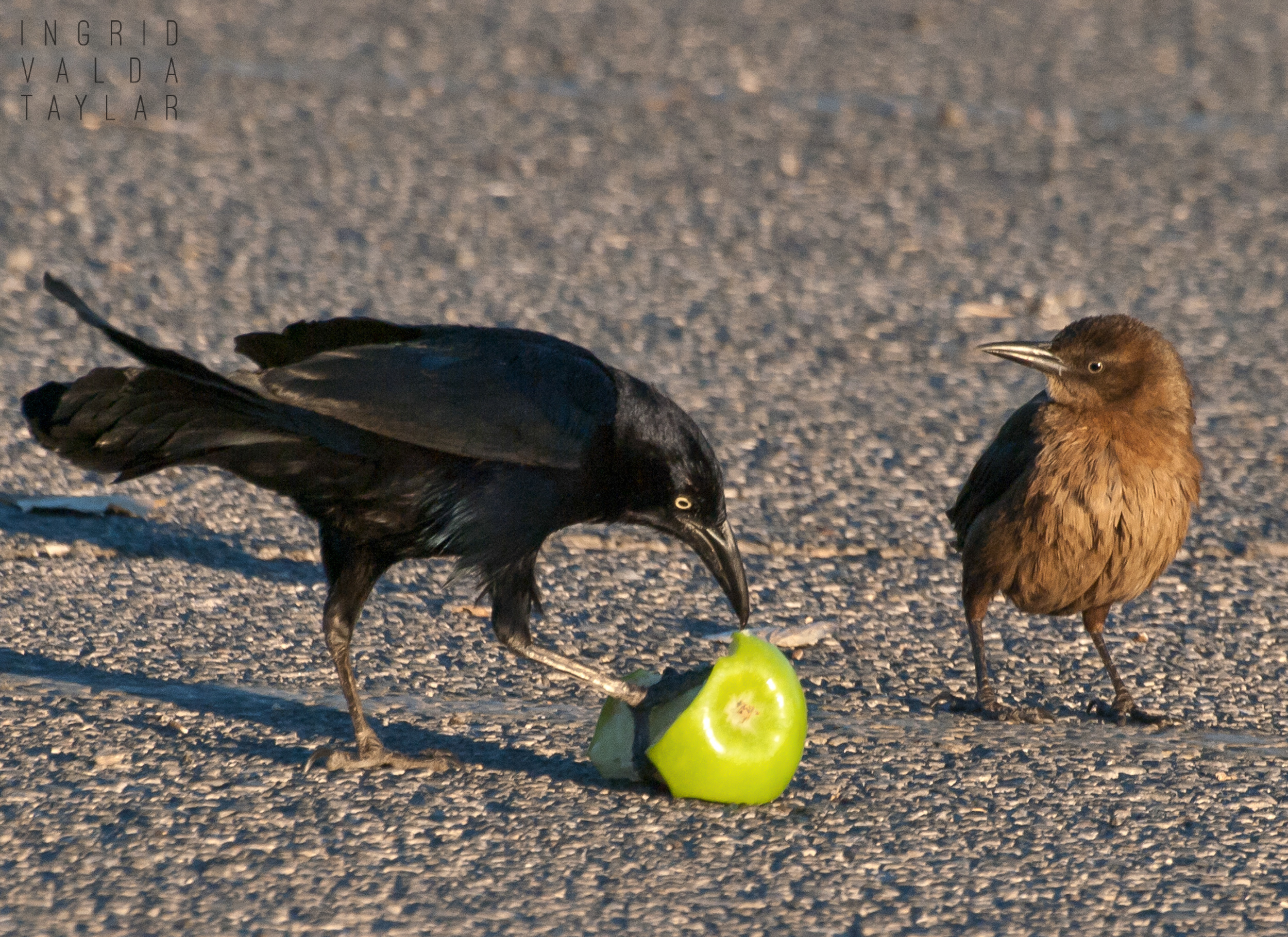 Great-Tailed Grackles Male in Henderson Nevada