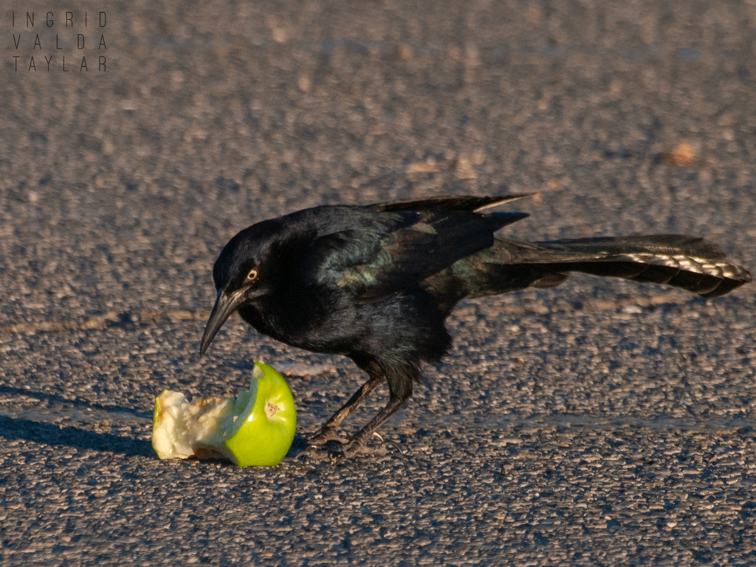Great-Tailed Grackle Male in Henderson Nevada