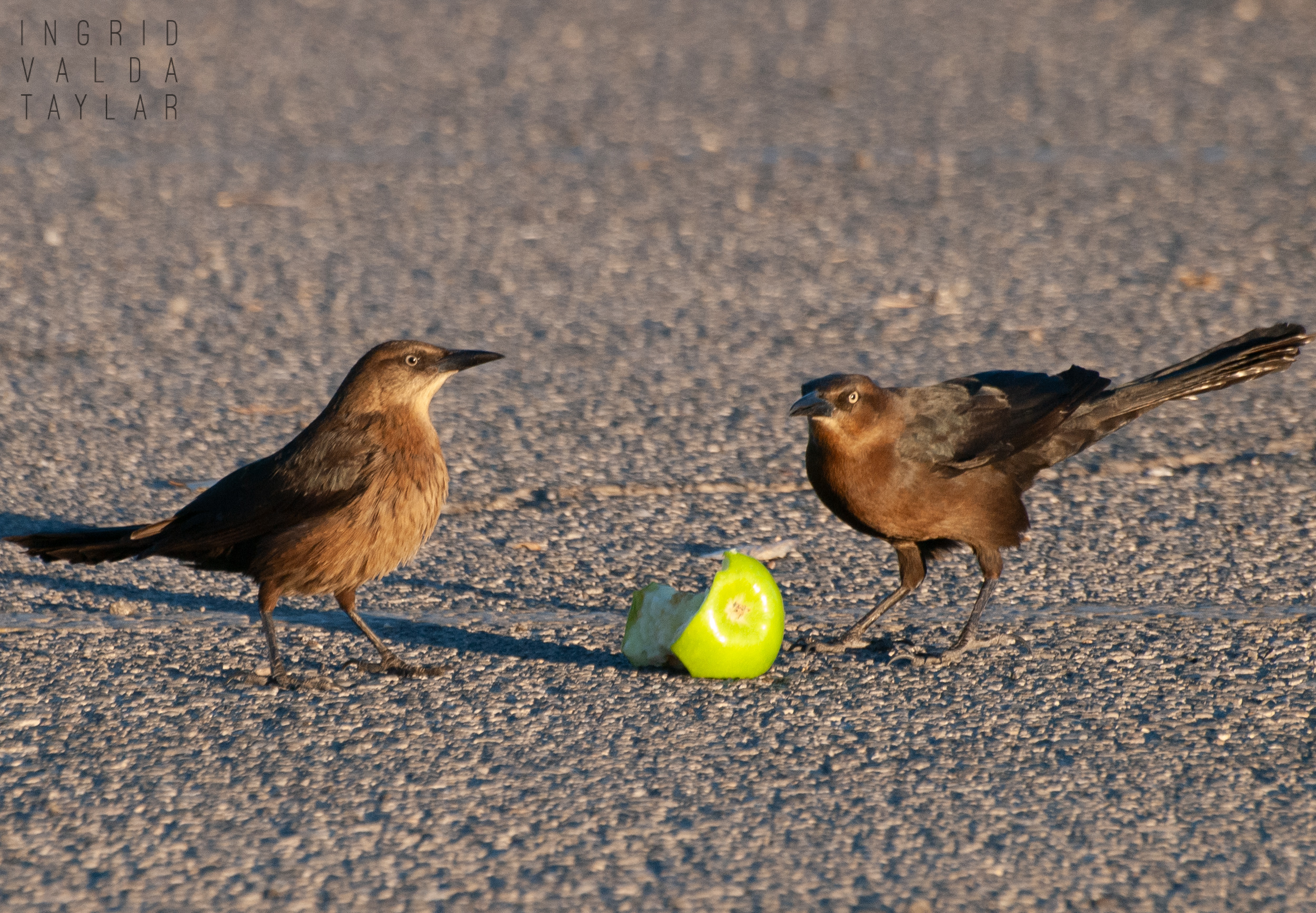 Great-Tailed Grackles Females in Henderson Nevada