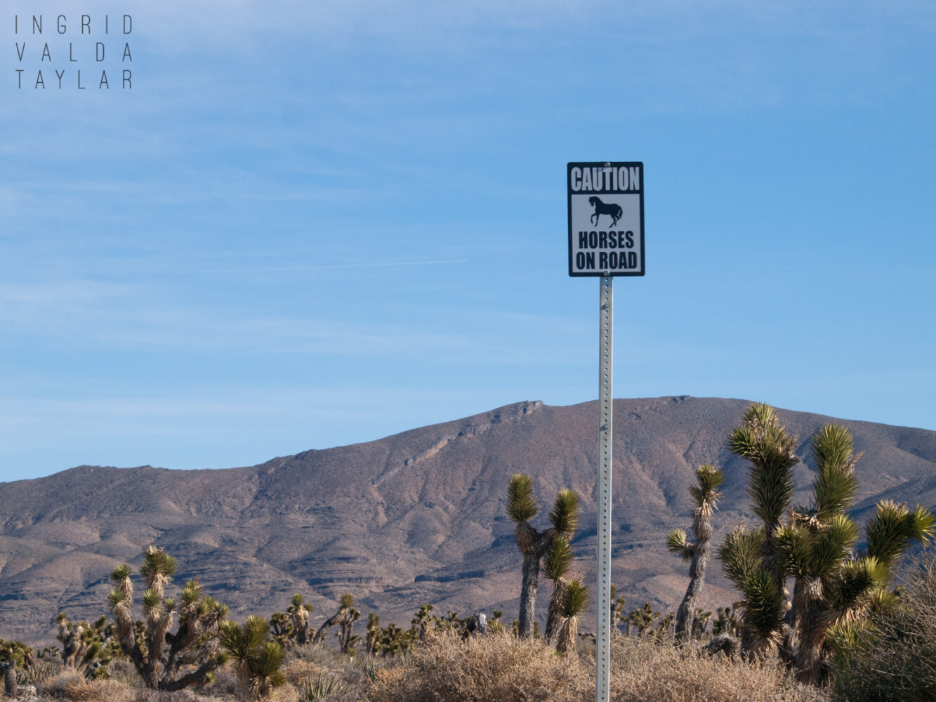 Horses on Road Sign in Nevada Horses on Road Sign in Nevada