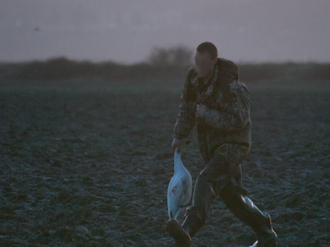 Hunter with Injured Snow Goose