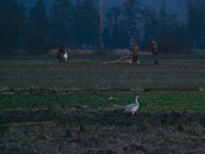 Hunting Injured Snow Goose