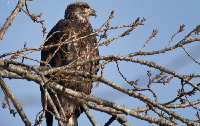 Immature Bald Eagle in Tree