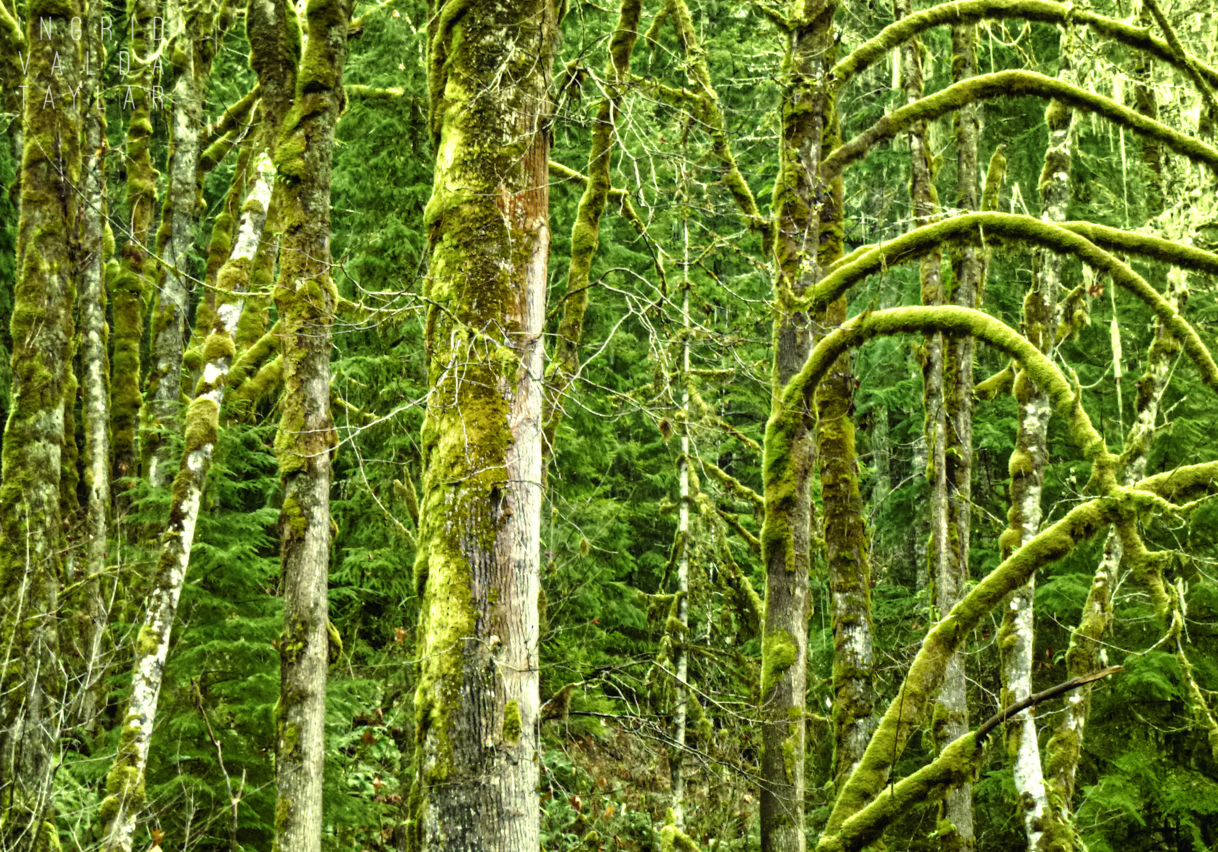 Mossy Trees in Rockport