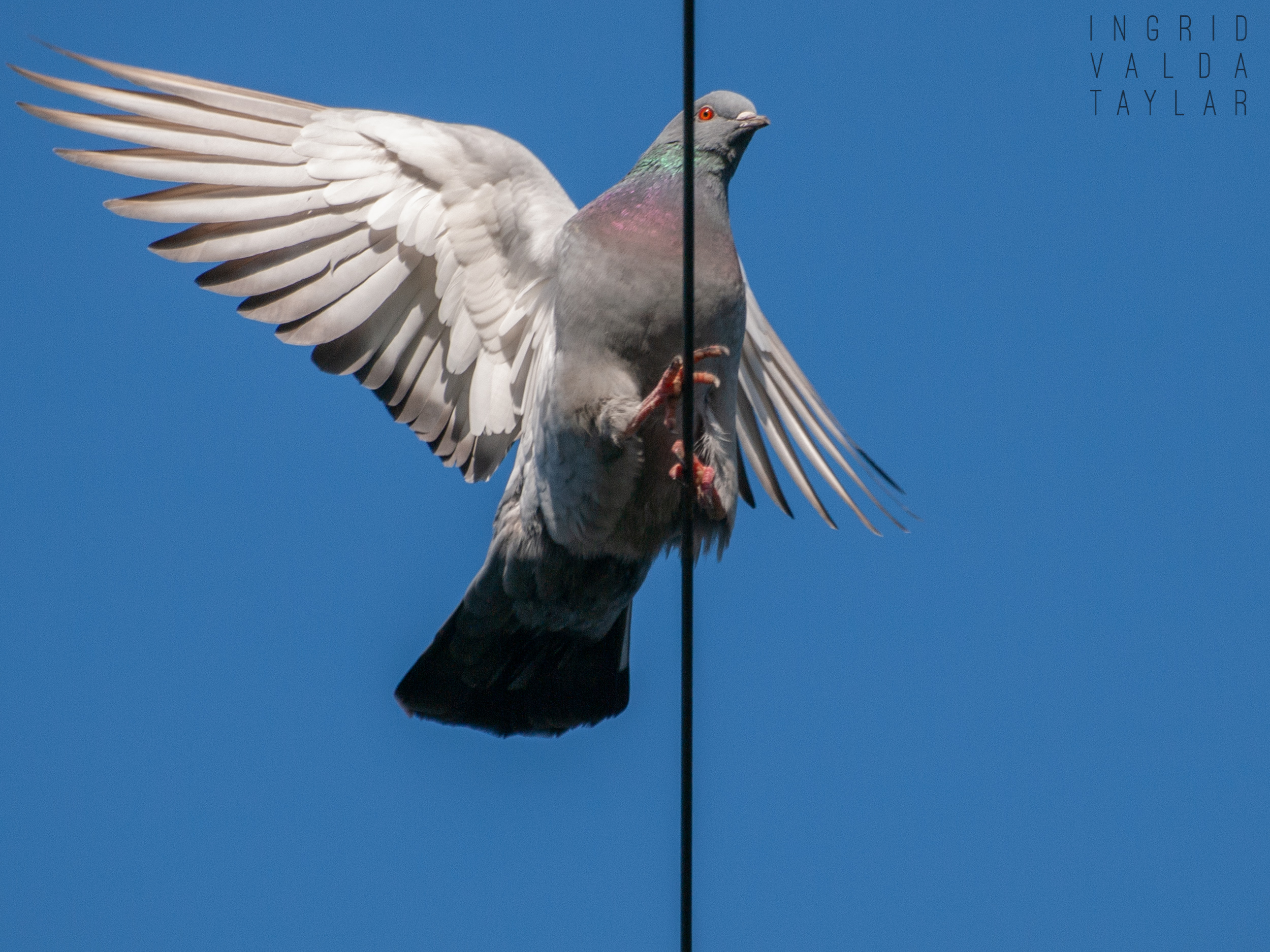 Pigeon Balancing on Cable 2 Pigeon Balancing on Cable 2