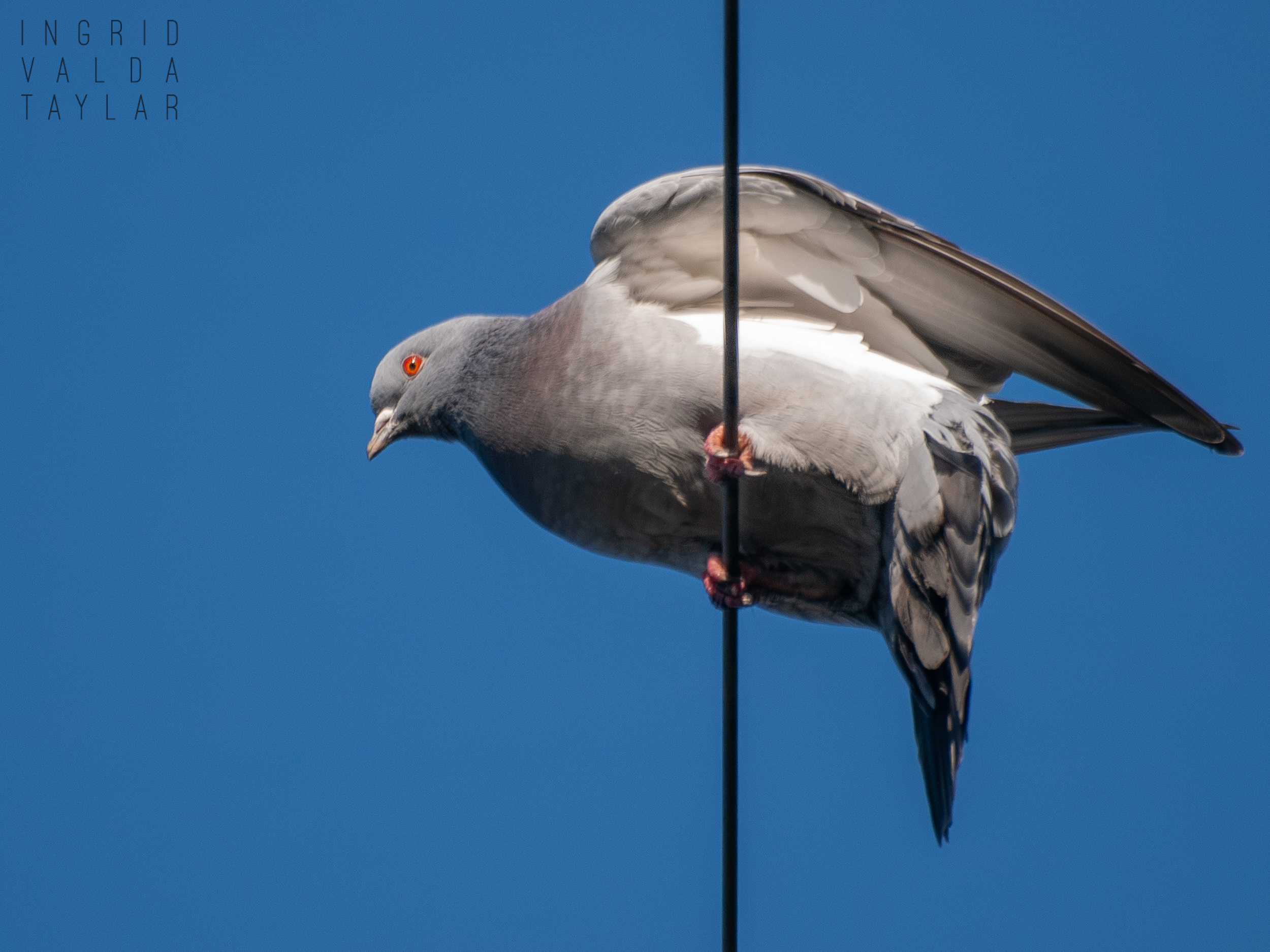 Pigeon Balancing on Cable 3 Pigeon Balancing on Cable 3