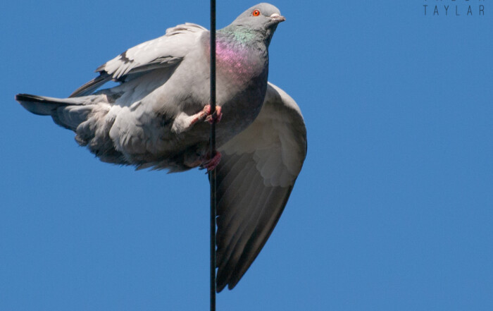 Pigeon Balancing on Cable