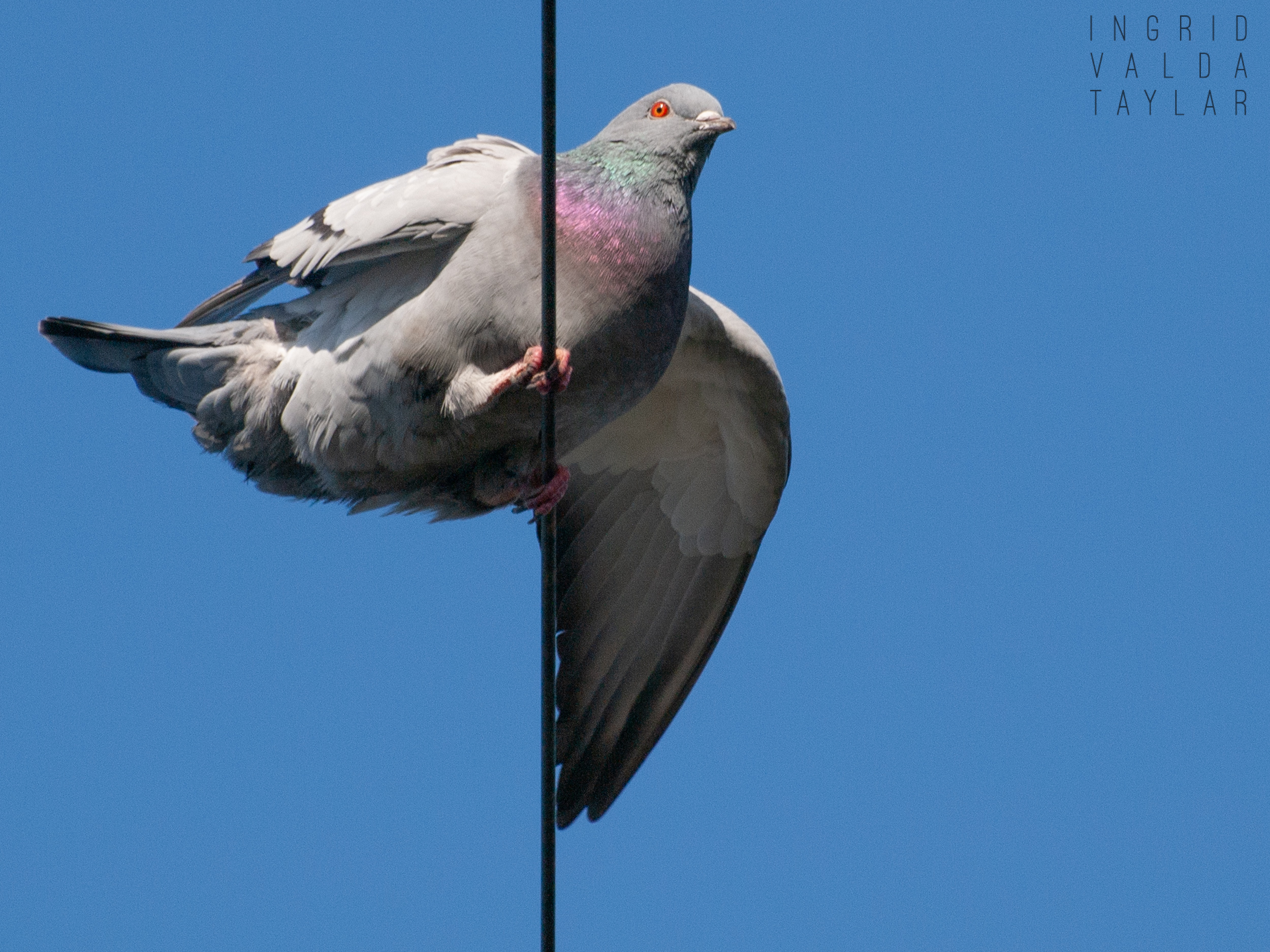 Pigeon Balancing on Cable Pigeon Balancing on Cable