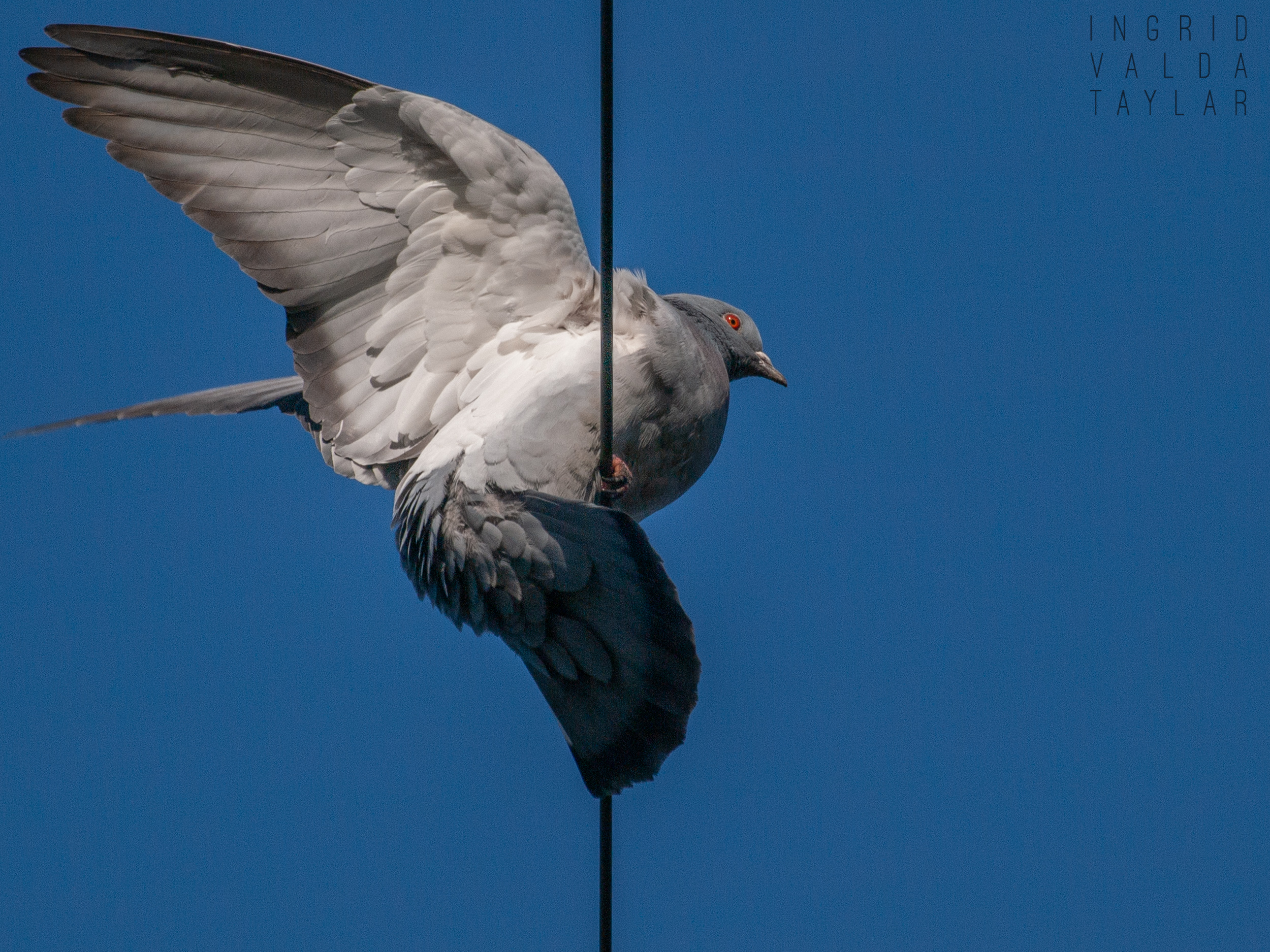 Pigeon Balancing on Utility Wire Pigeon Balancing on Utility Wire