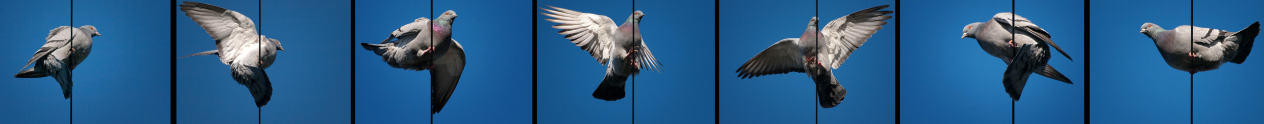 Collage of Pigeons on a Wire Collage of Pigeons on a Wire