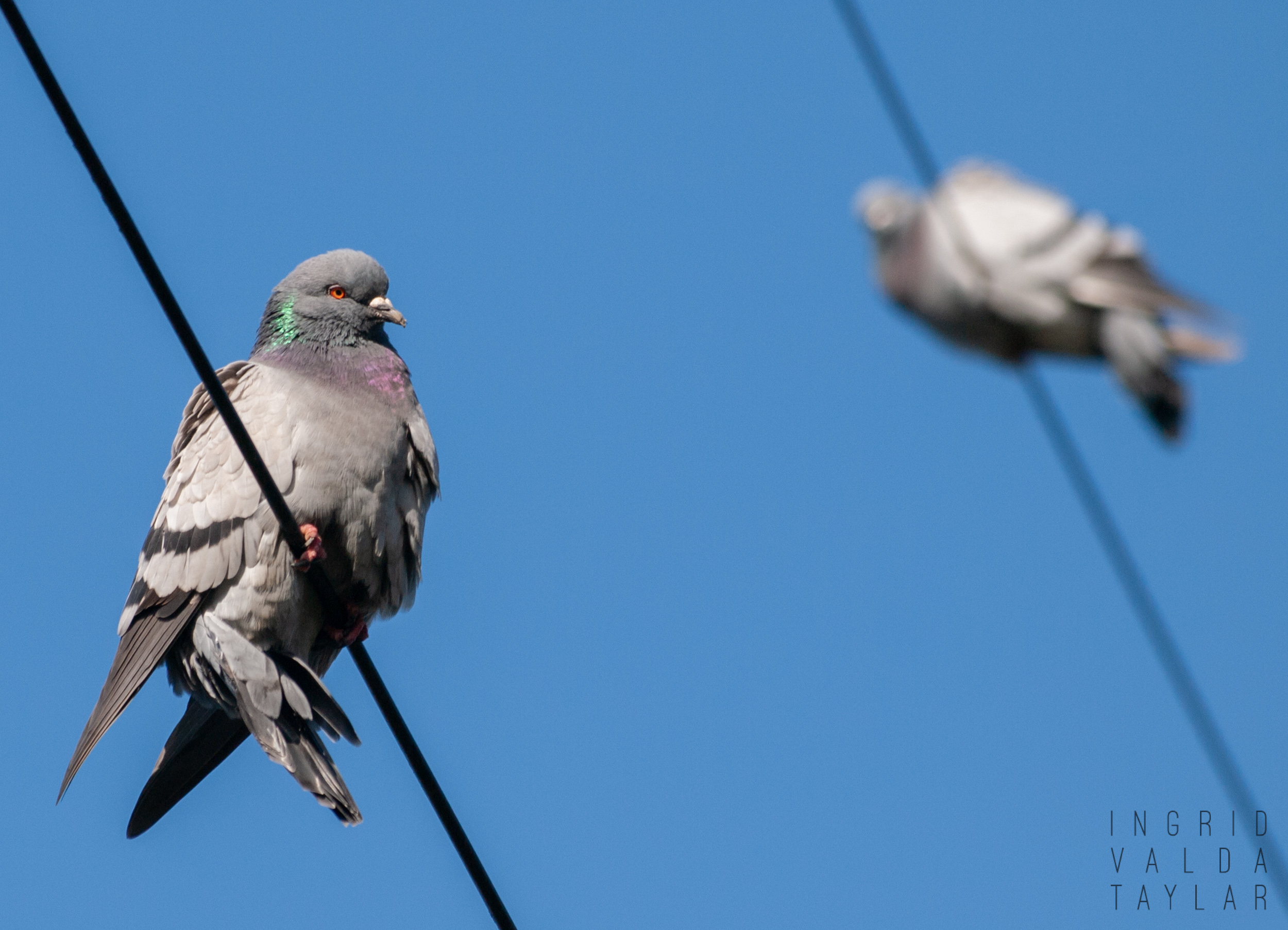 Two Pigeons Balancing on Cable Two Pigeons Balancing on Cable