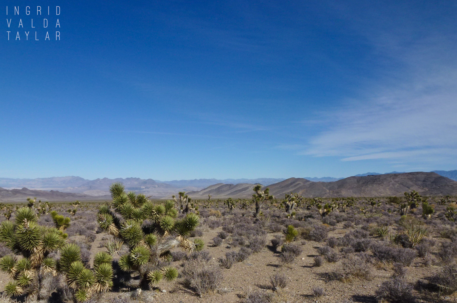 Wild Horse Habitat Nevada