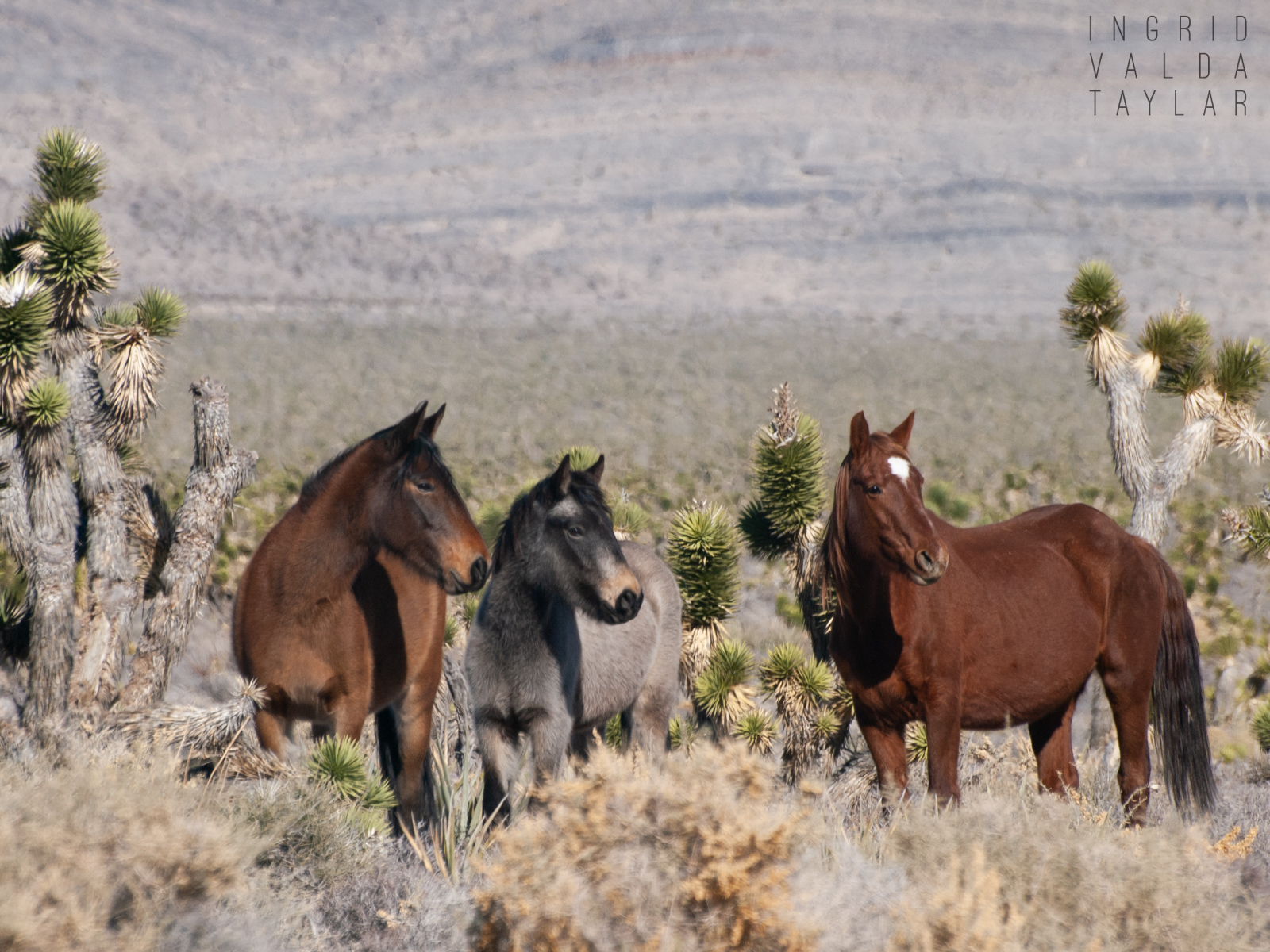 Wild Horses in Nevada Desert