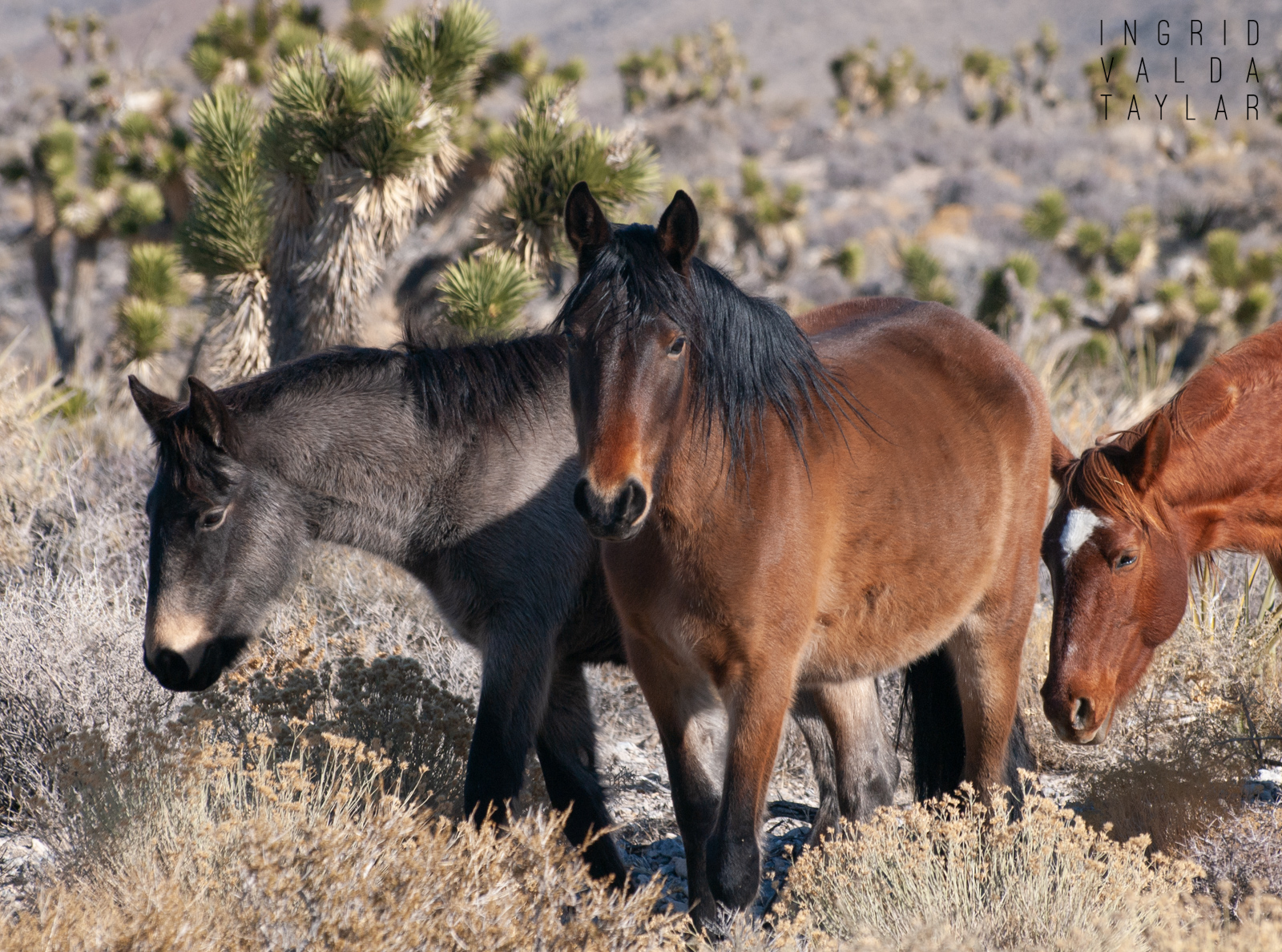 Wild Horse Herd in Nevada