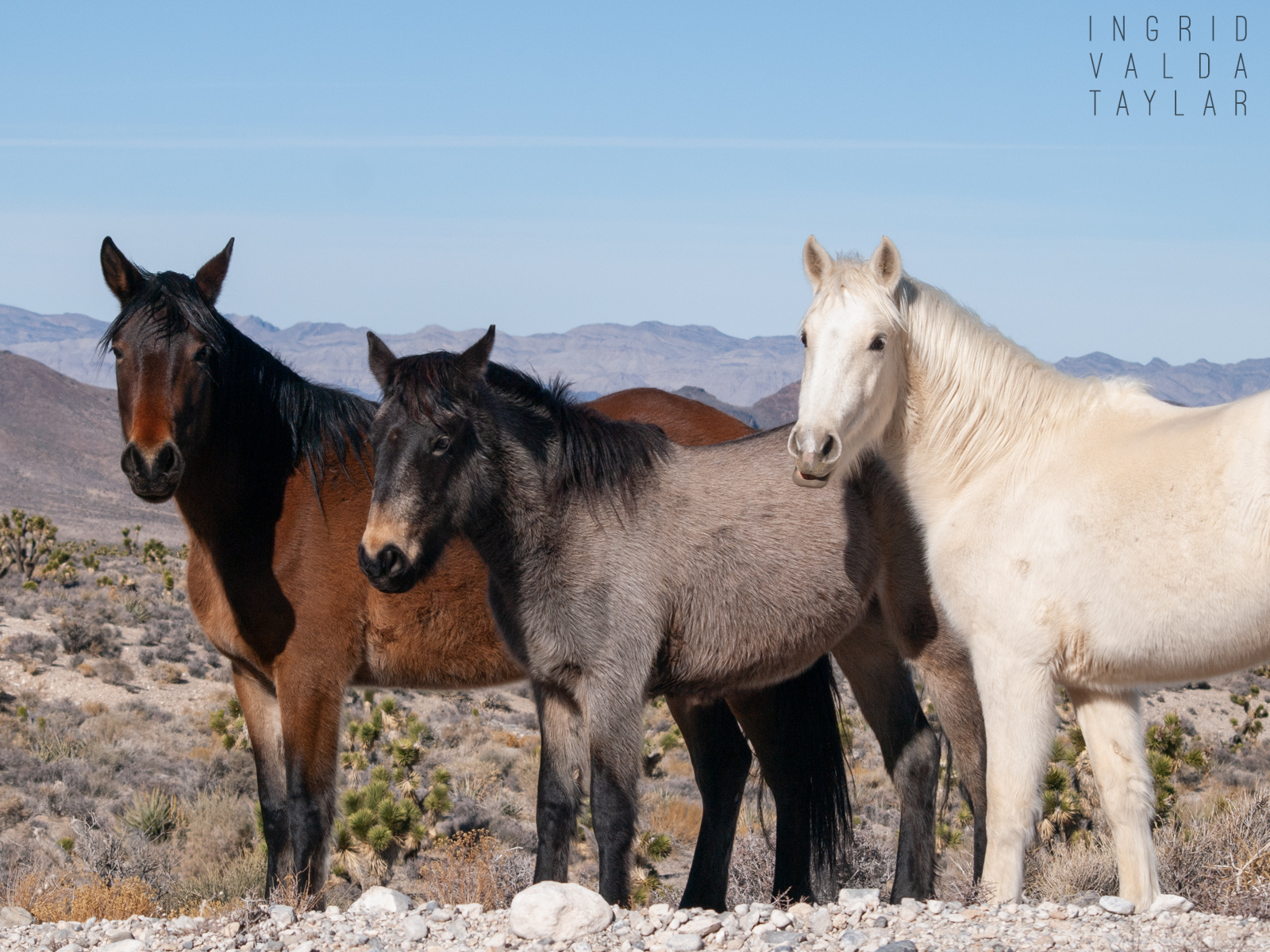 Wild Horse Herd in Nevada