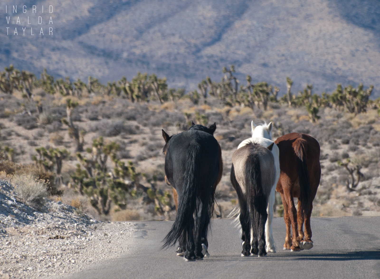 Horses on Road in Cold Creek Nevada