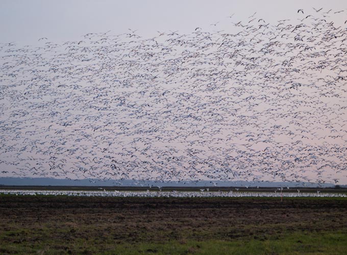 Snow Geese Flying Over Fir Island