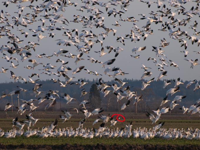 Snow Goose Injured by Hunters on Fir Island