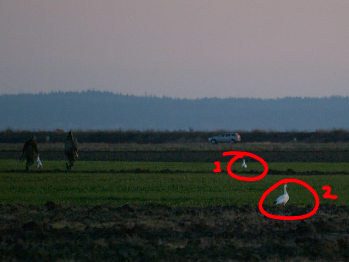 Snow Geese Injured by Hunters on Fir Island Washington