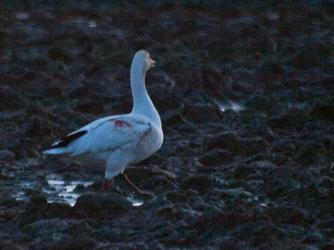 Snow Goose Injured by Hunters on Fir Island