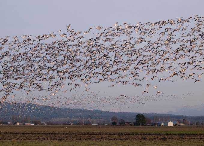 Snow Geese Over Fir Island