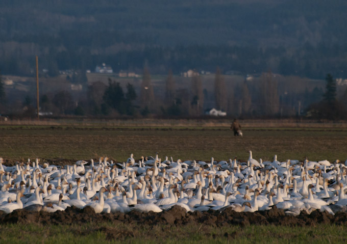 Snow Geese Flock on Fir Island