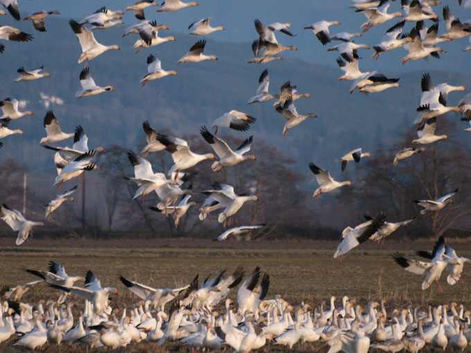 Snow Geese Flushed by Hunters on Fir Island