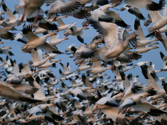 Snow Geese Spooked by Hunter Gunshots