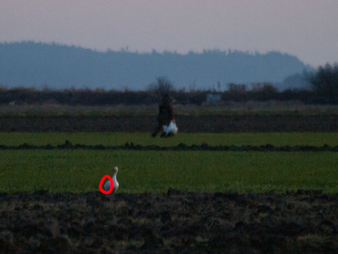 Snow Goose Injured by Hunters on Fir Island