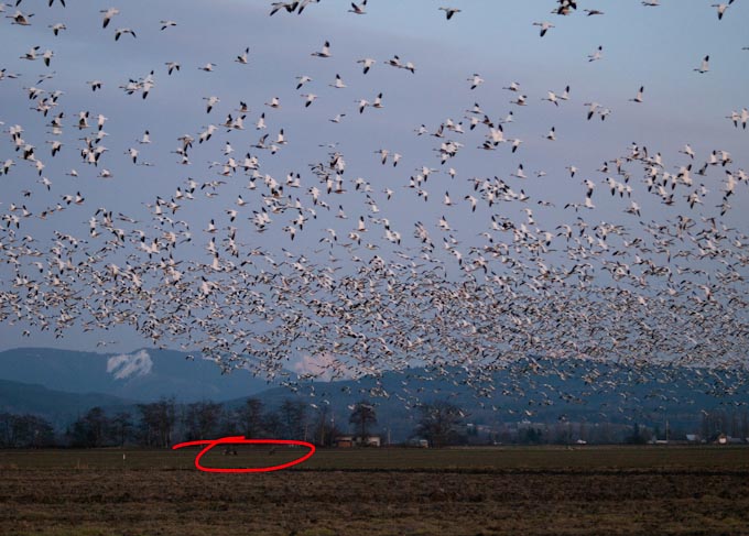 Hunters Shooting at Snow Geese on Fir Island