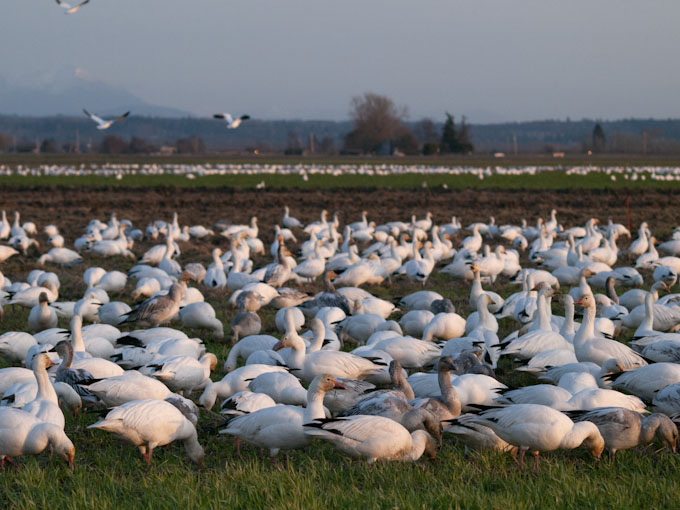 Snow Goose Flock on Fir Island Washington