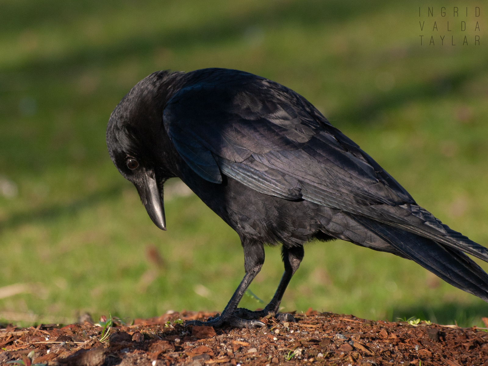 American Crow at Lake Union