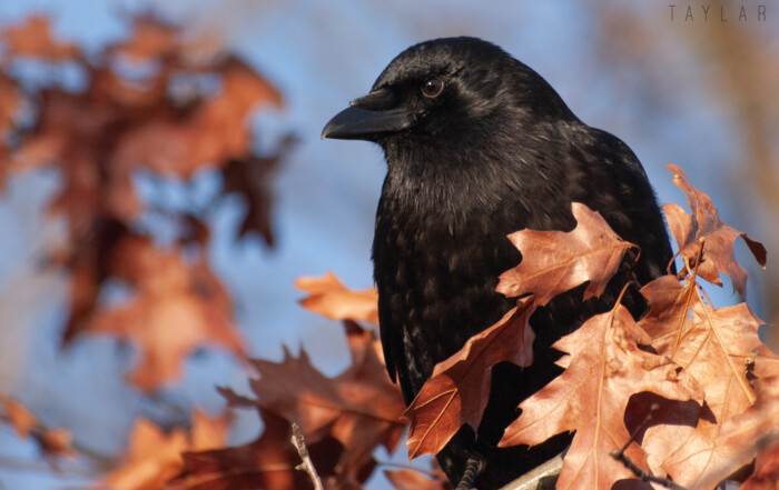 American Crow in Fall Leaves