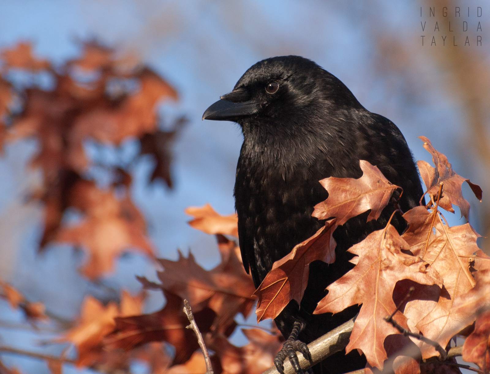 American Crow in Fall Leaves