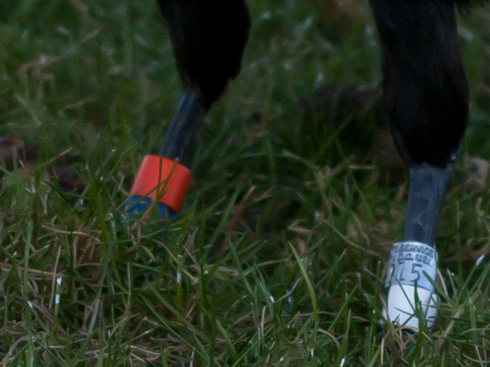 Crow Leg Bands in Seattle