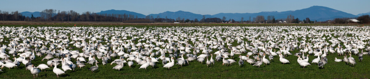 Skagit Snow Goose Panorama