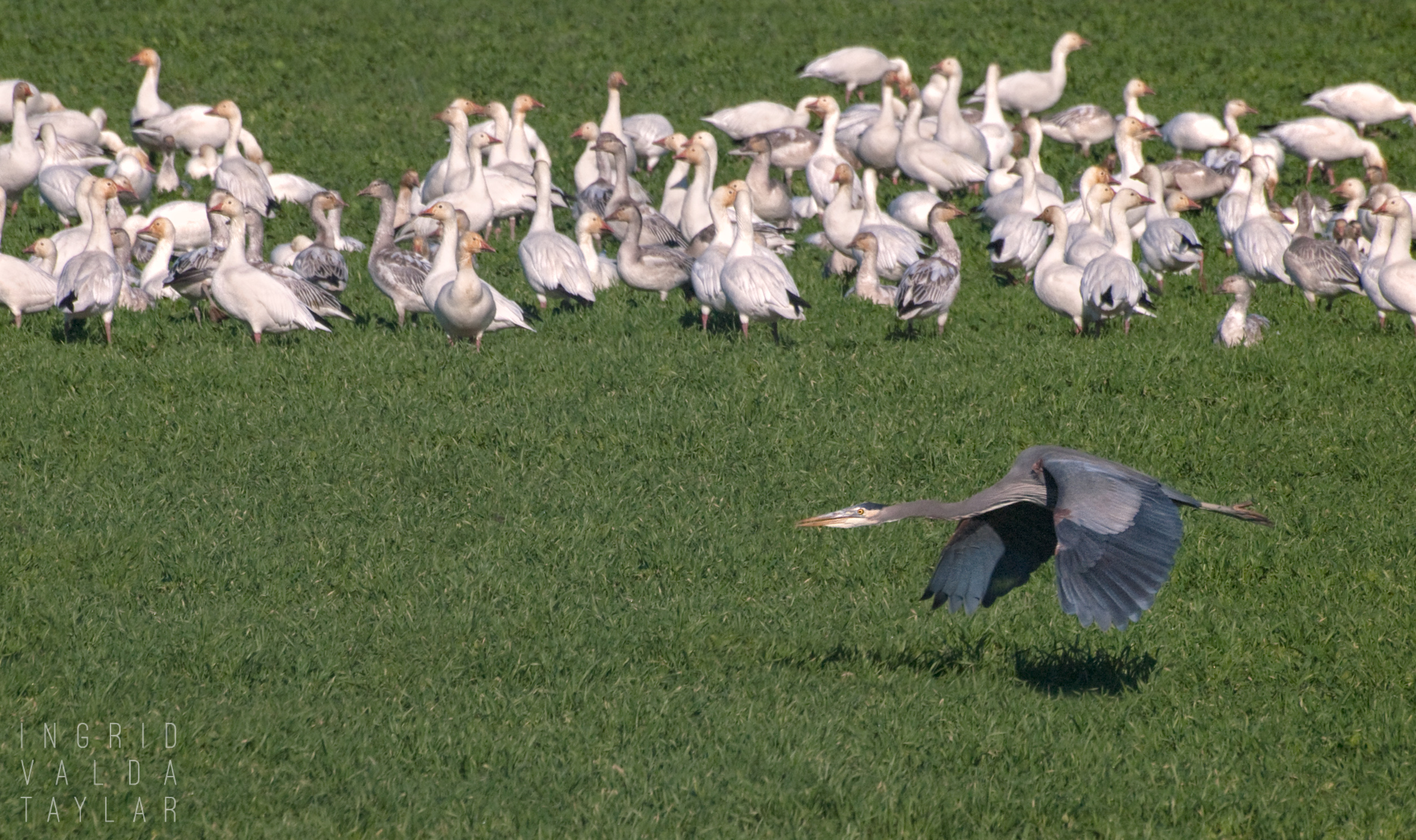 Great Blue Heron Flying Past Snow Goose Flock