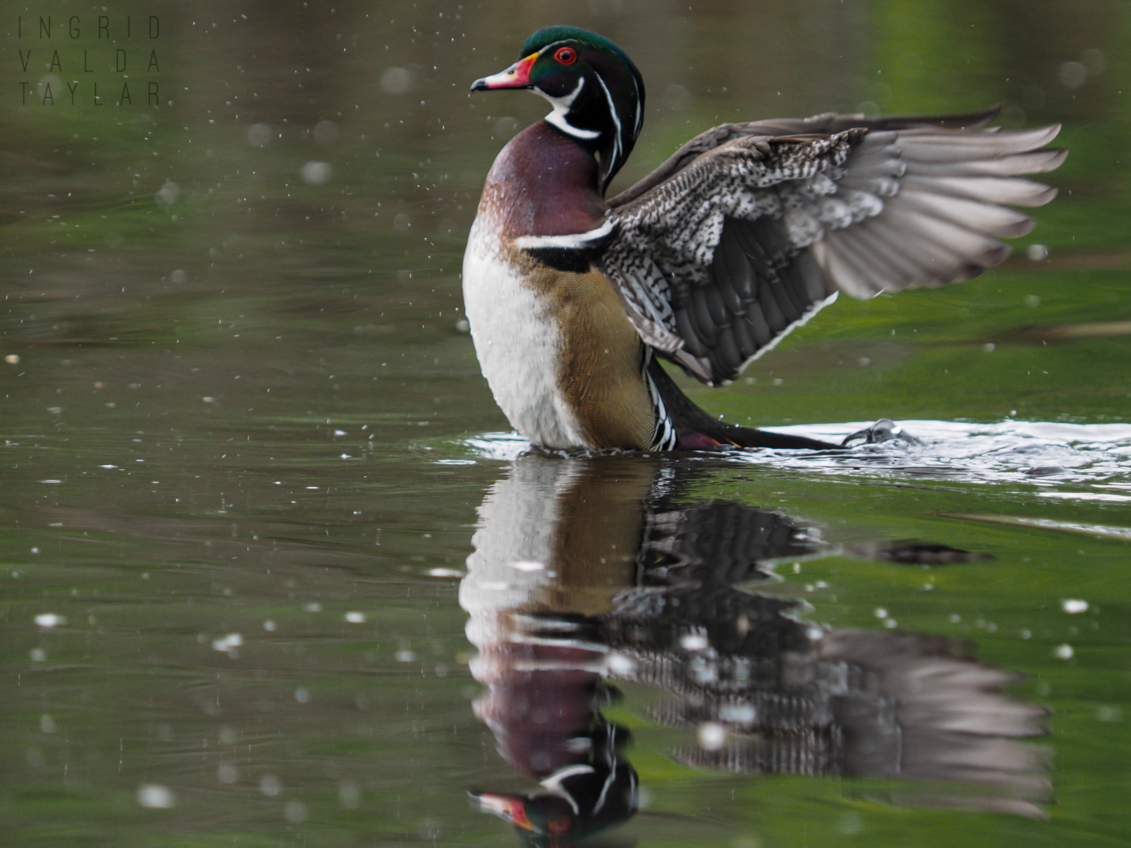 Male Wood Duck Stretching Wings_ Male Wood Duck Stretching Wings_
