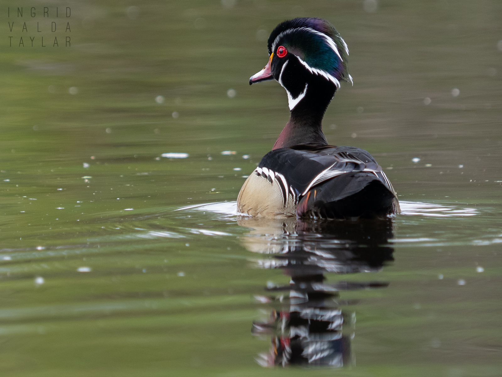 Male Wood Duck Swimming in Washington Park Arboretum 2