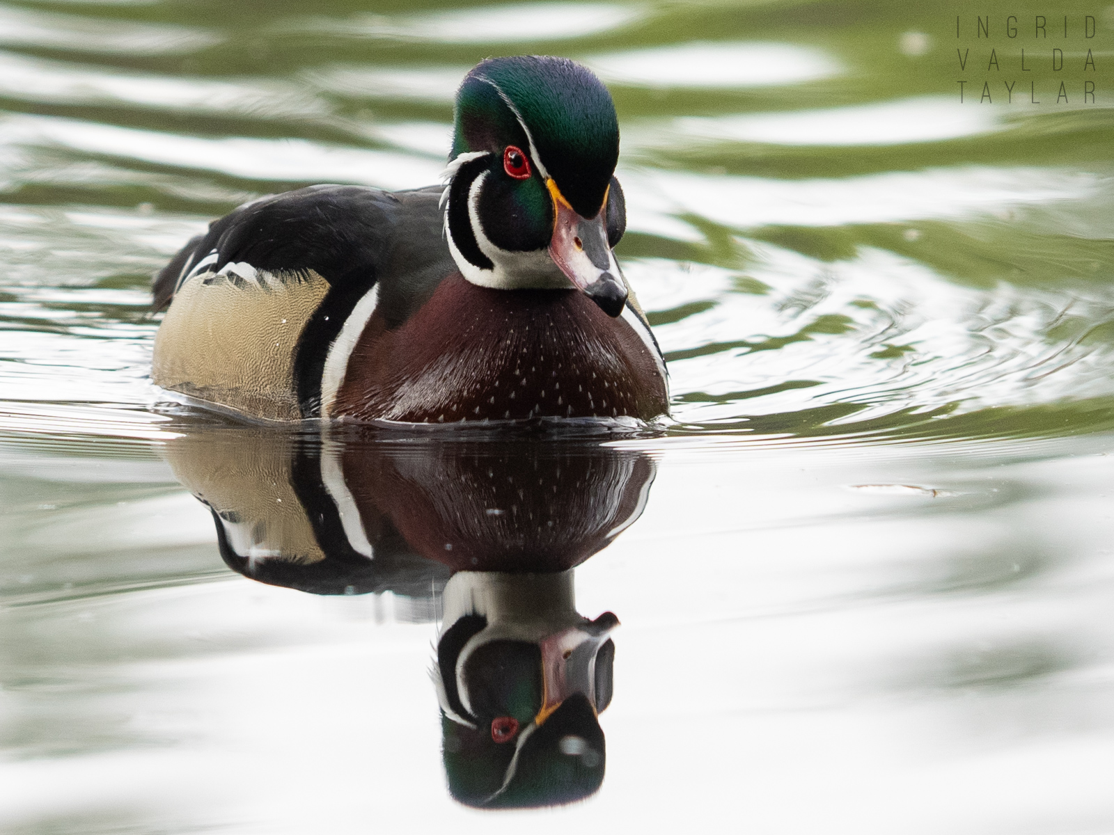 Male Wood Duck Swimming in Washington Park Arboretum 3