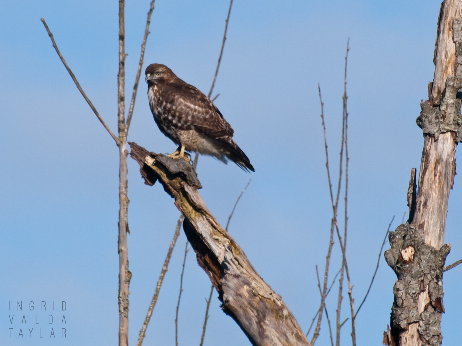 Red-tailed Hawk at Spencer Island