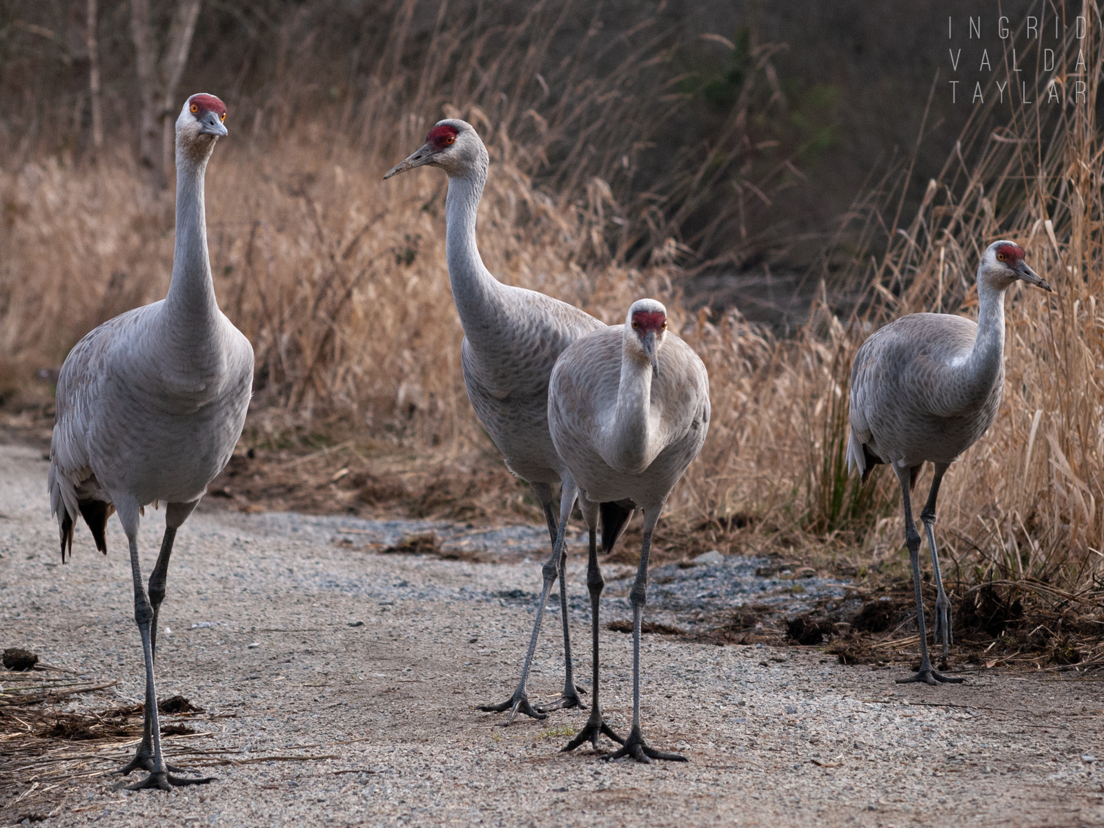 Sandhill Crane at Reifel Bird Sanctuary 2