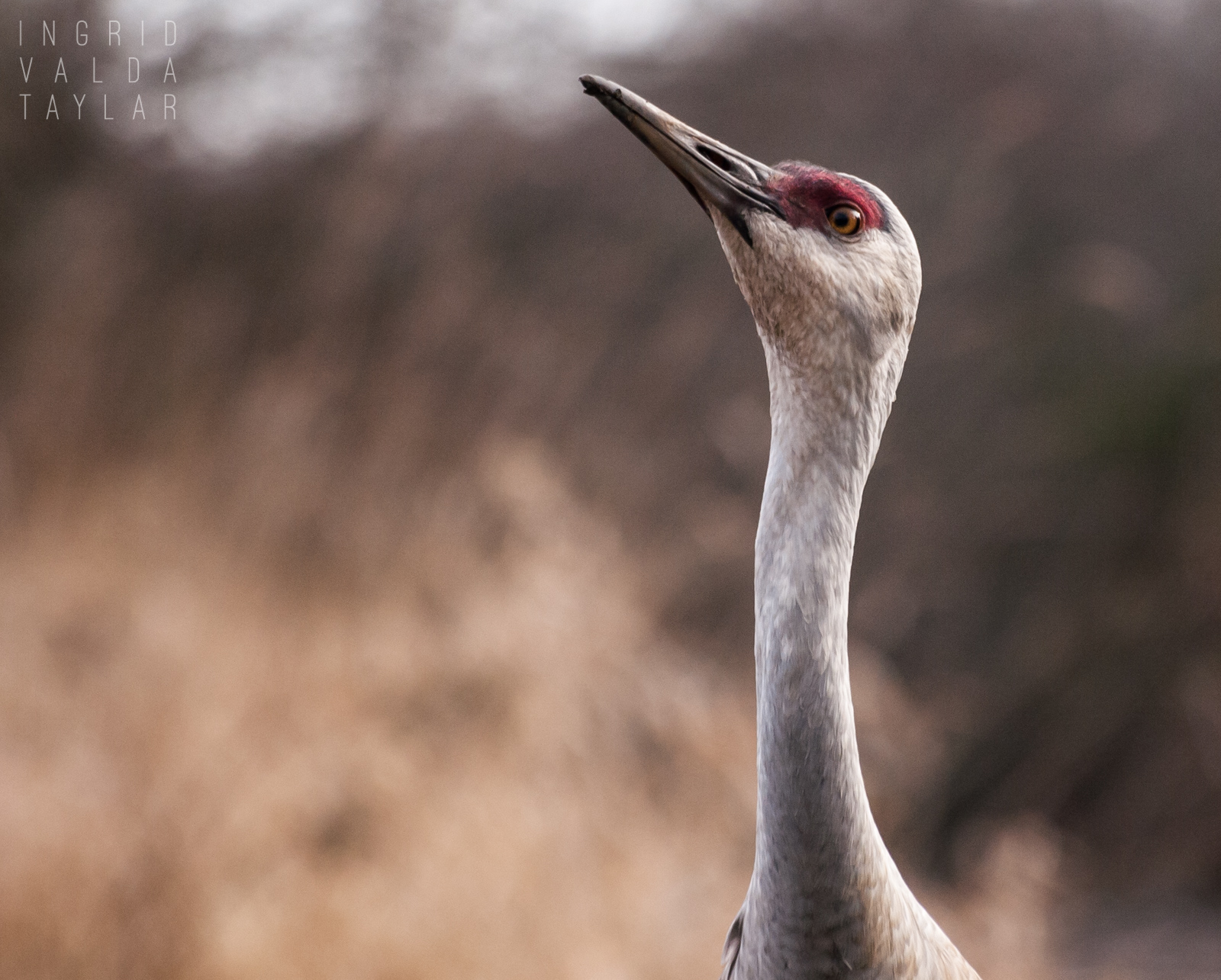 Sandhill Crane at Reifel Bird Sanctuary