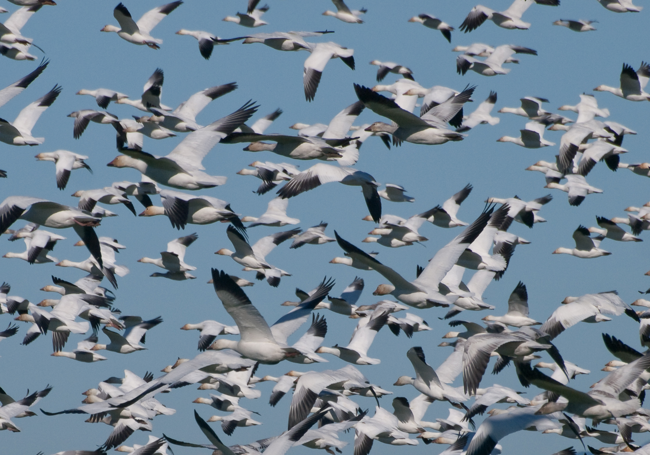 Snow Geese in Flight on Fir Island