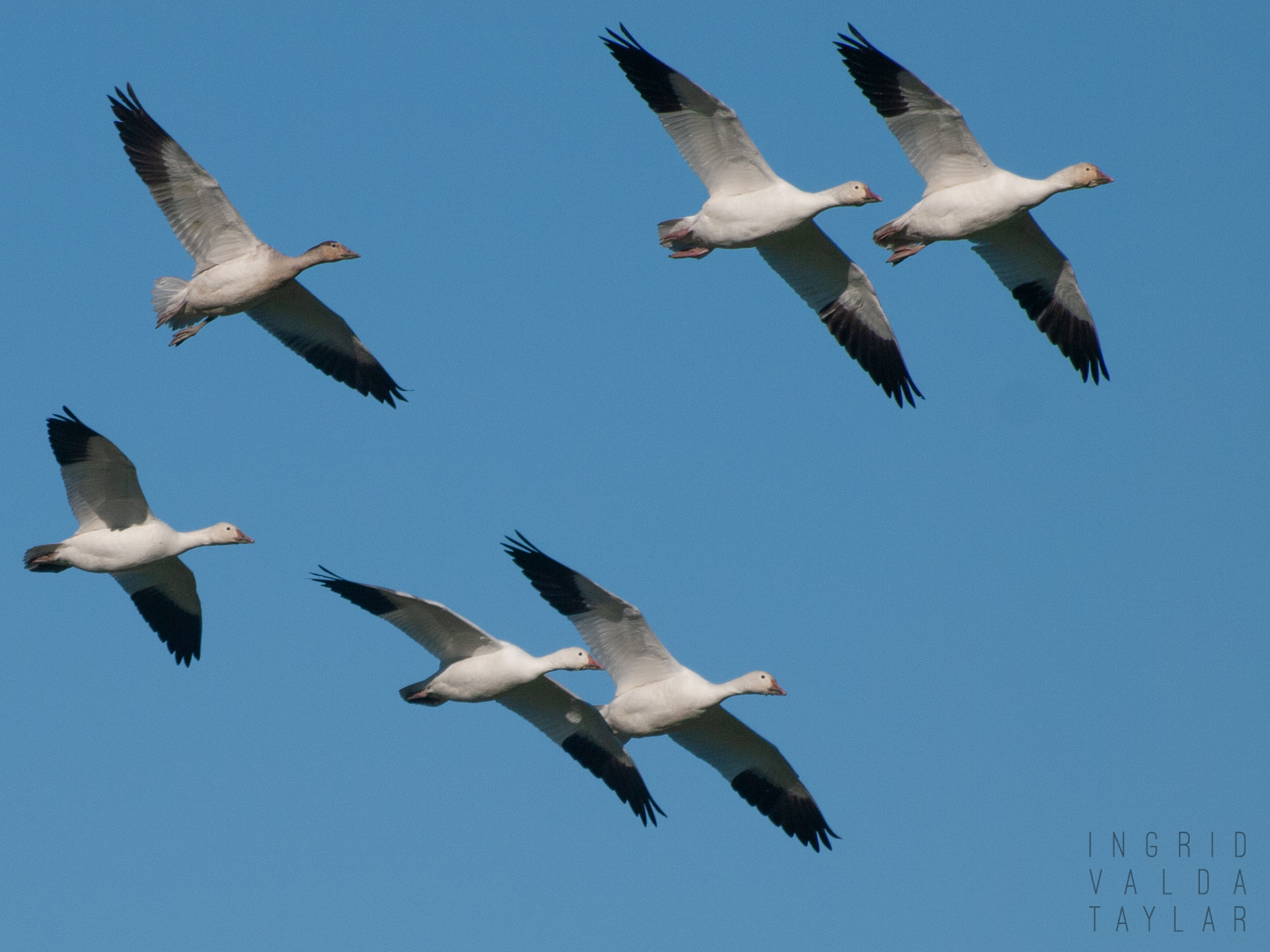 Fir Island Snow Geese in Flight